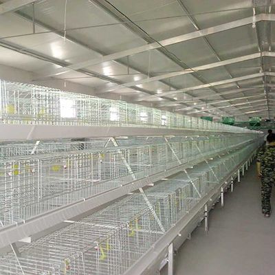 Cage de poulet à rôtir de rendement élevé avec la certification du buveur IS9001 de mamelon