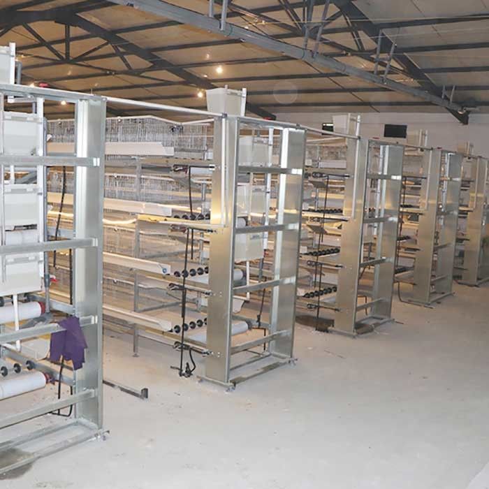 Cages de alimentation automatiques de poulet de ponte d'oeufs, cage à oiseaux de couche du fil d'acier Q235