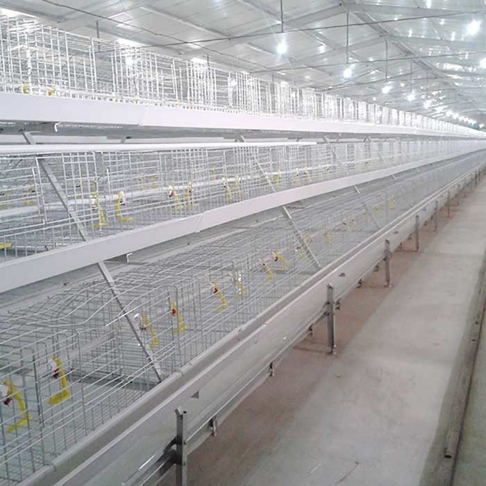 Durée de vie de cage de poulet à rôtir de rendement élevé longue favorable à l'environnement