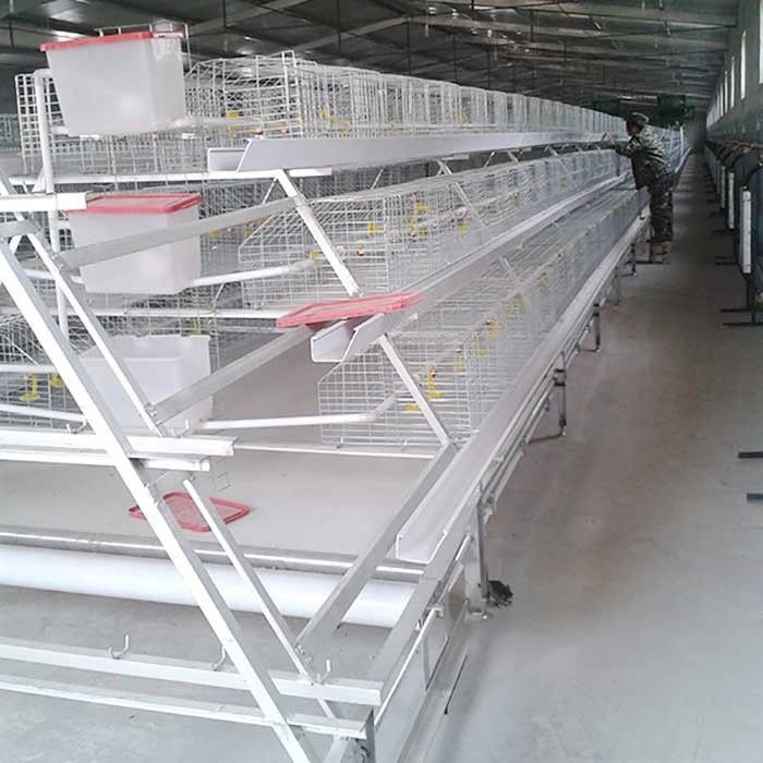 Cage de poulet à rôtir de rendement élevé avec la certification du buveur IS9001 de mamelon