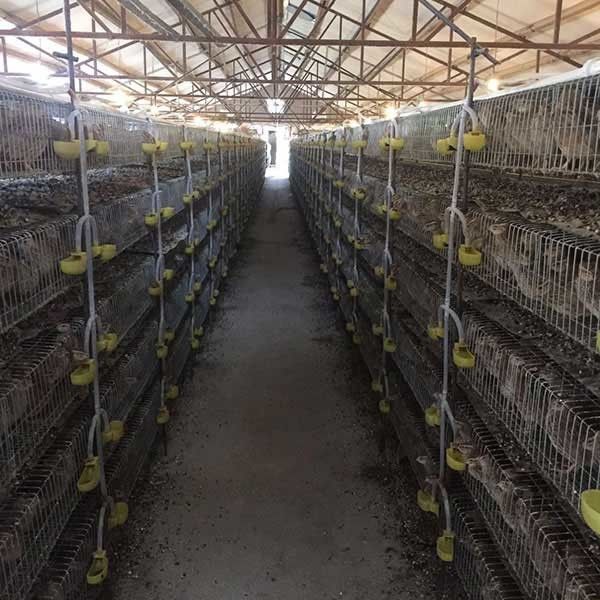 Cage de batterie automatique pour la volaille, 5 cage à oiseaux moyenne de rangées/6 rangées