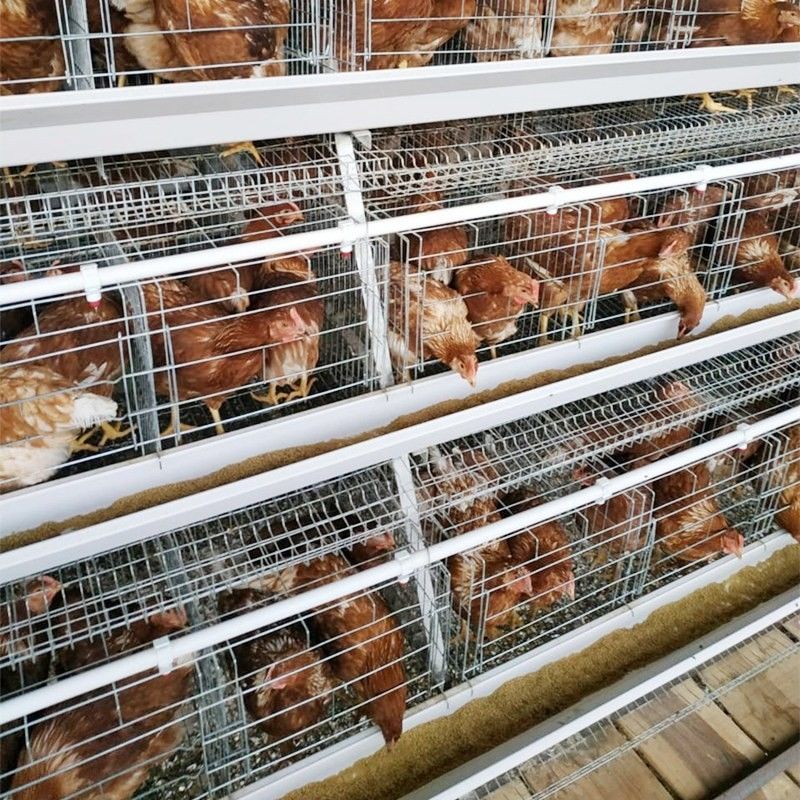 3/4 type de la rangée A cage de couche d'oeufs de poulet de cage de poulet pour des fermes avicoles