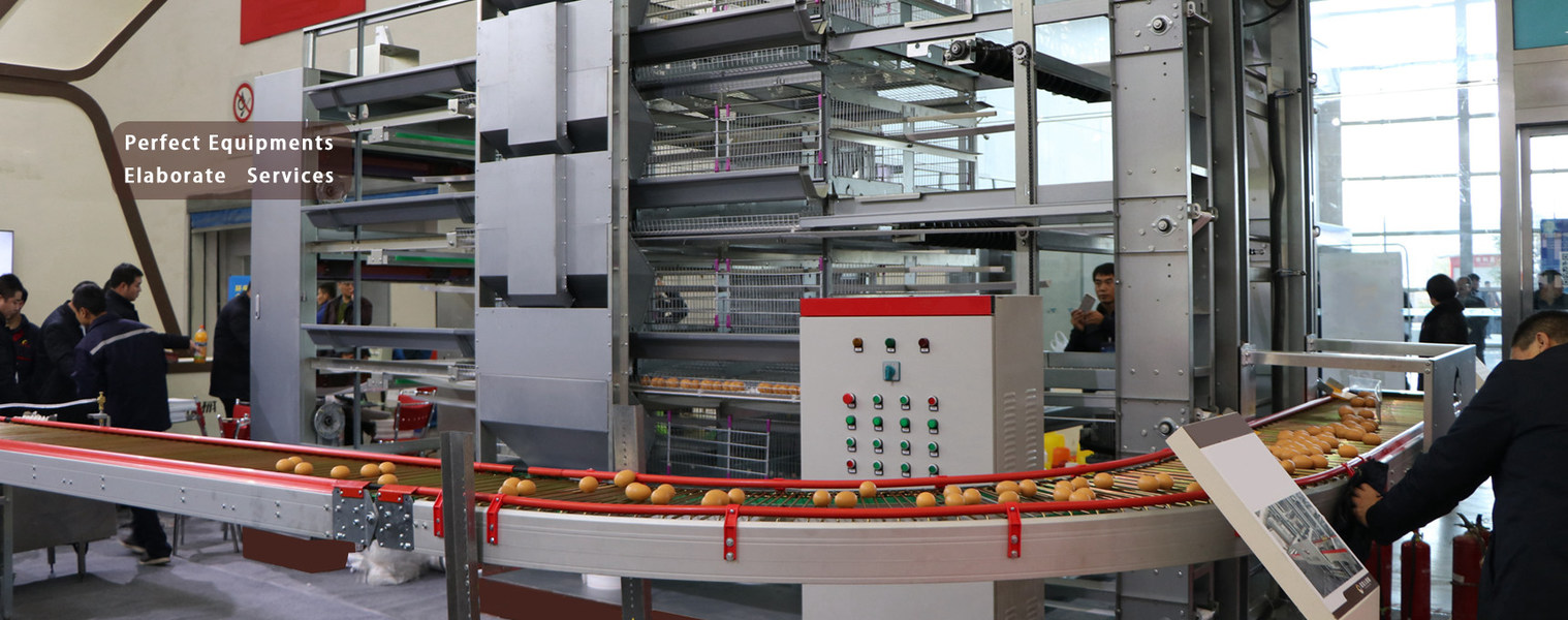 qualité Cage de poulet de volaille Usine