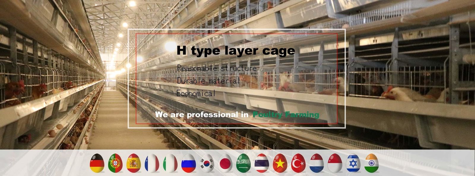 qualité Cage de poulet de volaille usine