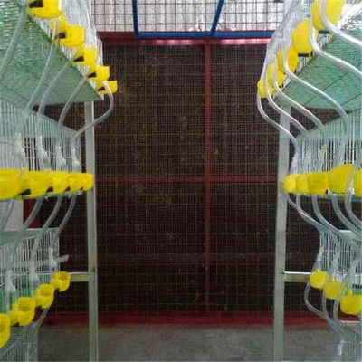 Auto-nettoyage automatique des cages de batterie de cailles à 5 niveaux et à 6 niveaux