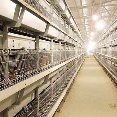 Type 4 cages modernes de volaille de rangée, 120CM de H facile d'installer des cages de poulet de bâtiment