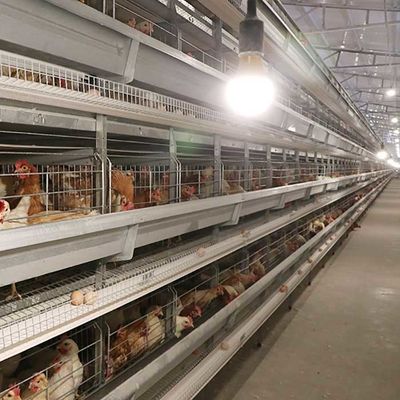 Les équipements automatiques de ferme de volaille pondeuse que H dactylographient les oiseaux 4Tiers 192 posent la cage de poulet de batterie pour des marchés de l'Afrique