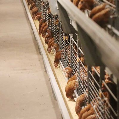 Cages galvanisées plongées chaudes de poulet de fil, installation de fabrication commerciale de poulet