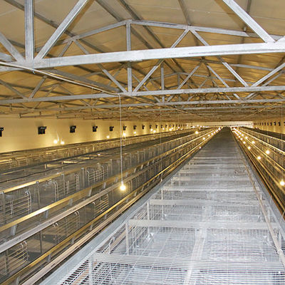 Type automatique représentation stable de H de système de cage de poulet de couche puissante
