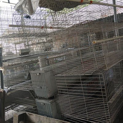 Alimentation automatique de nettoyage de fumier de cage de lapin de ferme de 2 rangées 24 cellules