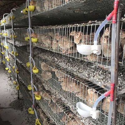 Cage à oiseaux étirée à froid de cailles de soudure de fil, économie de l'espace sûre de cages de pose de cailles