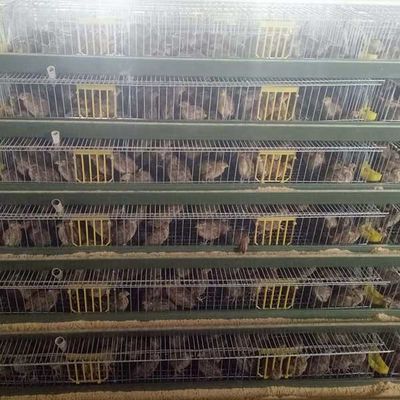 Cailles de haute performance cultivant des cages, cages vigoureuses ignifuges d'élevage de cailles