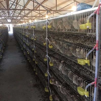 Cage anticorrosion pour des cailles cultivant, petite cage à oiseaux 380V/220V