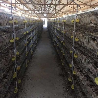 Huche de cailles du fil d'acier Q235, ans de garantie de la cage à oiseaux de vol de ferme 15 - 20