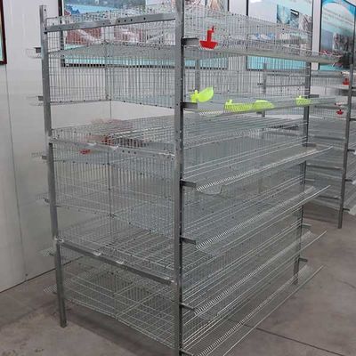 Type 6 système commandé automatisé par rangée de la cage H de 576 cailles de cailles