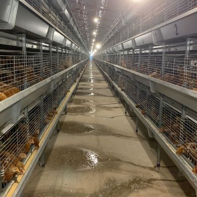 cage de poulet de couche de 4.8m