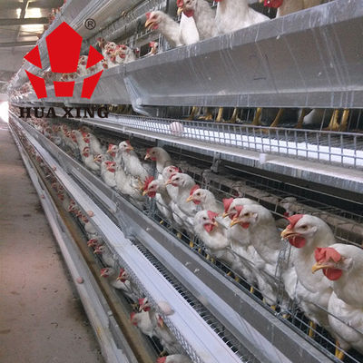 Cage de pose galvanisée à chaud de Hen Farming Equipments Layer Chicken d'oiseaux du fabricant de cage 90 - 160