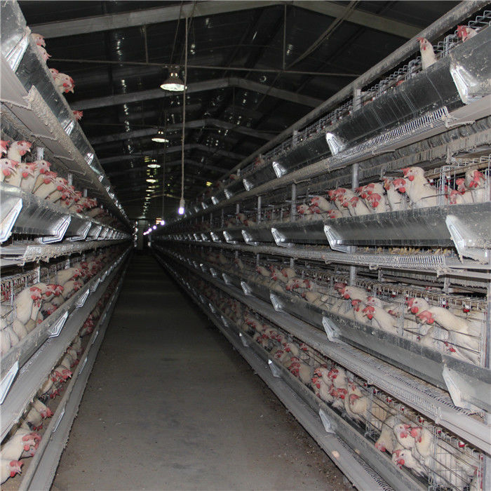 Boire automatique d'équipement de ferme avicole de cage de poulet de bébé de 192 oiseaux