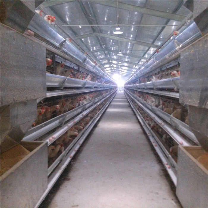 Système de cage de batterie d'oiseaux du cadre 256 de H dans le nettoyage automatique de ferme avicole