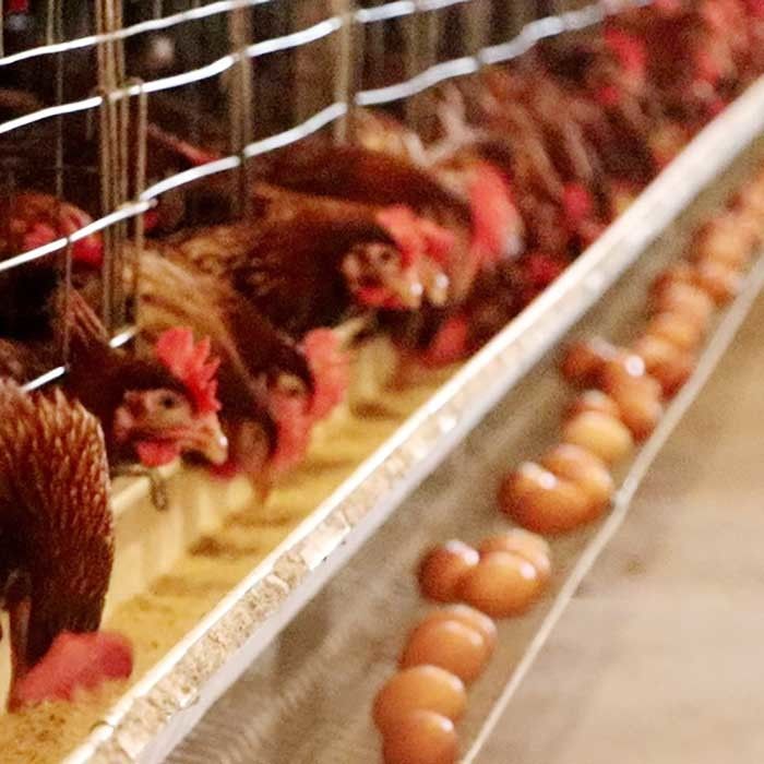 Concevez la cage en fonction du client de batterie de poulet, l'économie 50HZ de travail un type cage de poulet