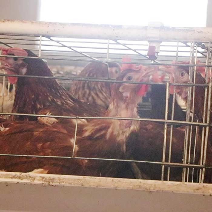Puissant un type cage de poulet de couche pour la vente d'oeufs de ferme de large échelle facile à nettoyer