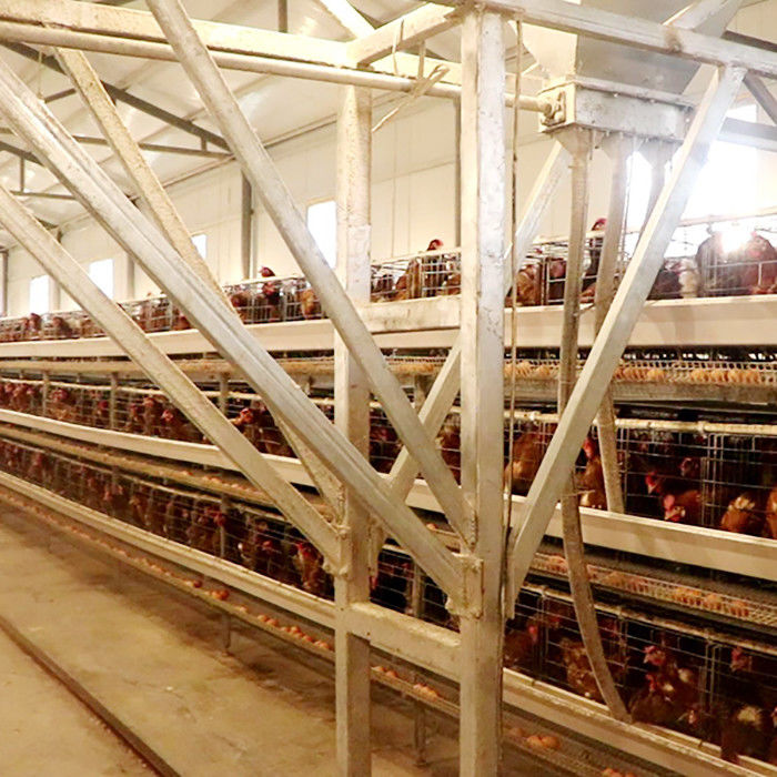 Puissant un type cage de poulet de couche pour la vente d'oeufs de ferme de large échelle facile à nettoyer
