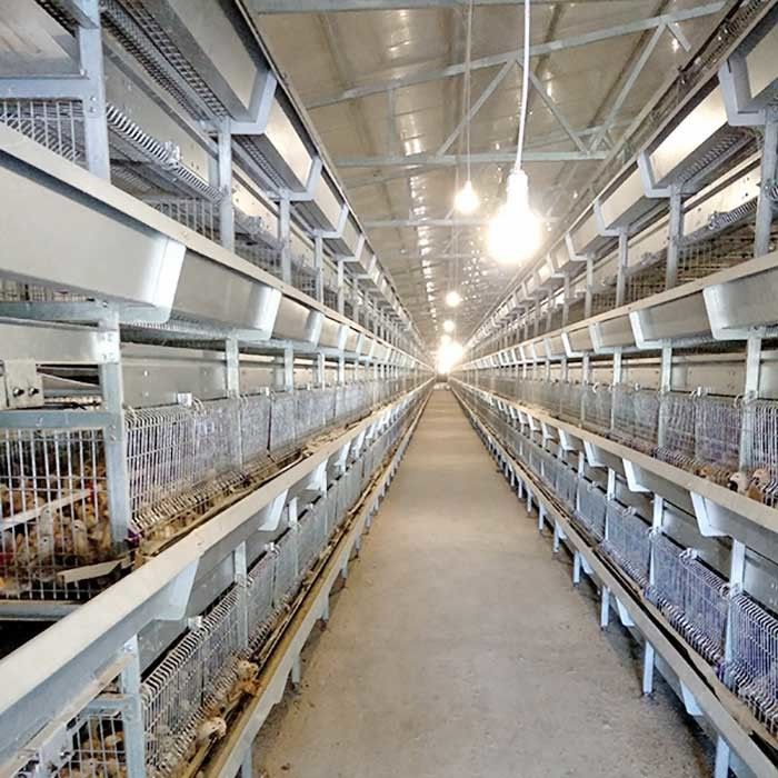 Cage automatique pour des poussins, cage de ferme avicole de couche de capacité de 264 oiseaux