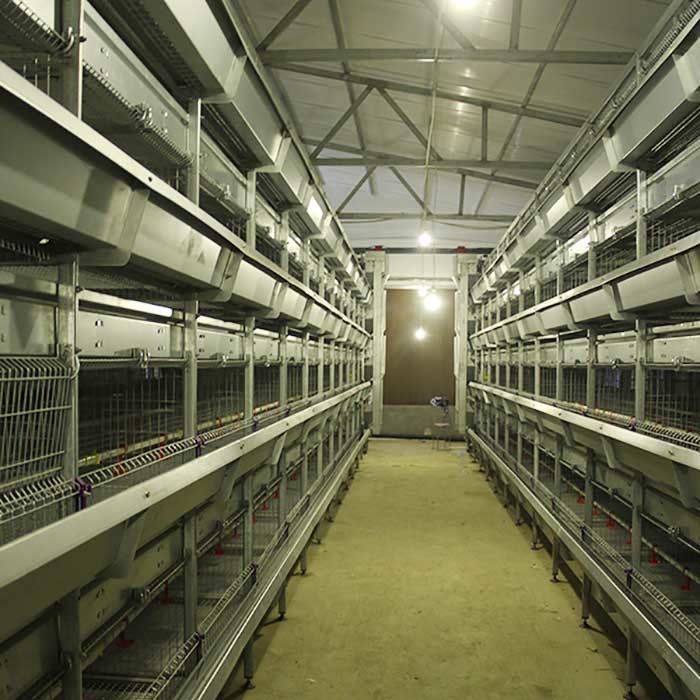 Cage automatique pour des poussins, cage de ferme avicole de couche de capacité de 264 oiseaux