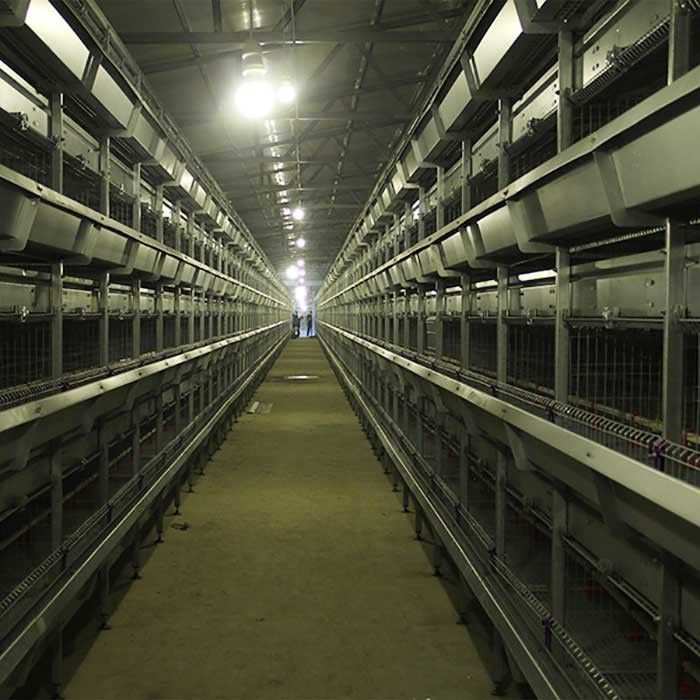 cage de couveuse de 195 * de 50 * 35cm pour des poussins, 24 cages d'isolement de poulet de portes