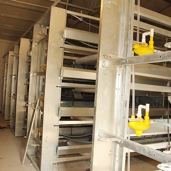Type 4 cages modernes de volaille de rangée, 120CM de H facile d'installer des cages de poulet de bâtiment
