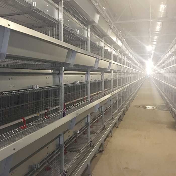 Système de alimentation manuel cage de poulet de 45 jours, poussin de 3 rangées élevant la cage