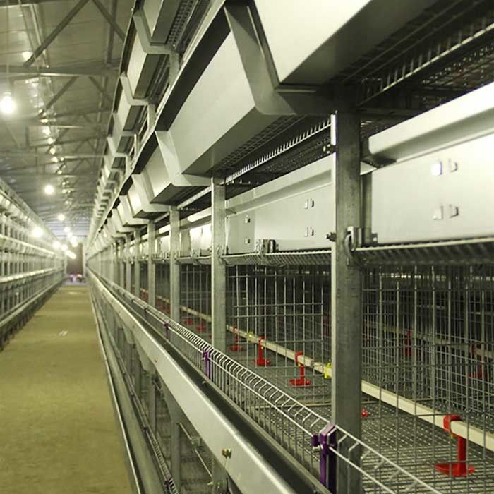 Fil de cage de poulet d'aviculture, cage résistante à hautes températures de poulet de Technologie de pointe
