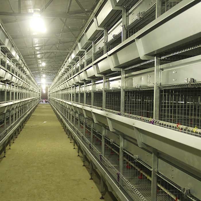 Fil de cage de poulet d'aviculture, cage résistante à hautes températures de poulet de Technologie de pointe