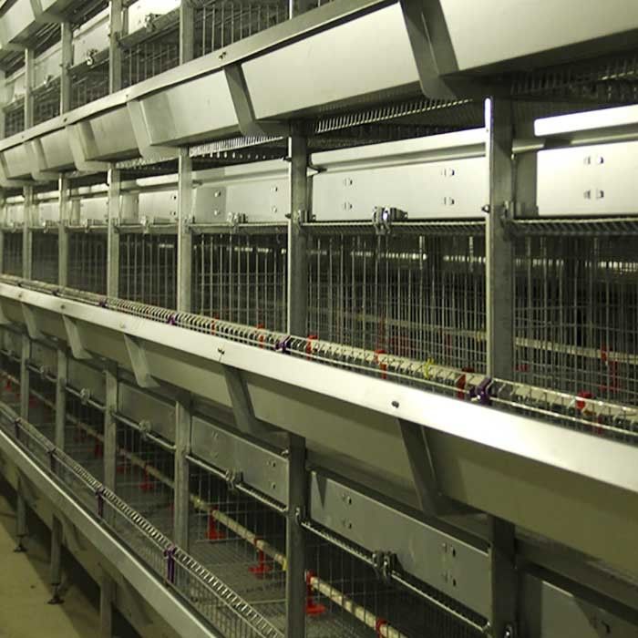 Acier galvanisé une cage pour la volaille, cage automatique de poulet de couche d'échelle