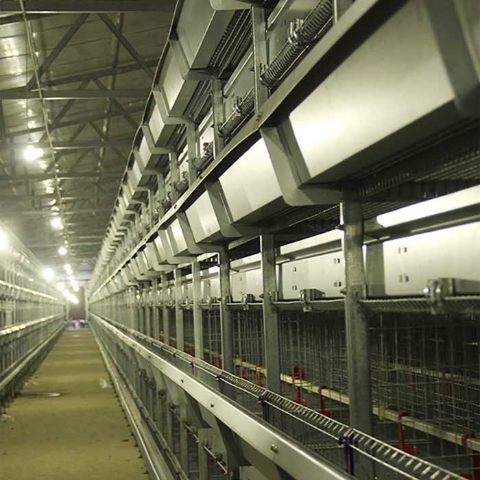 Acier galvanisé une cage pour la volaille, cage automatique de poulet de couche d'échelle