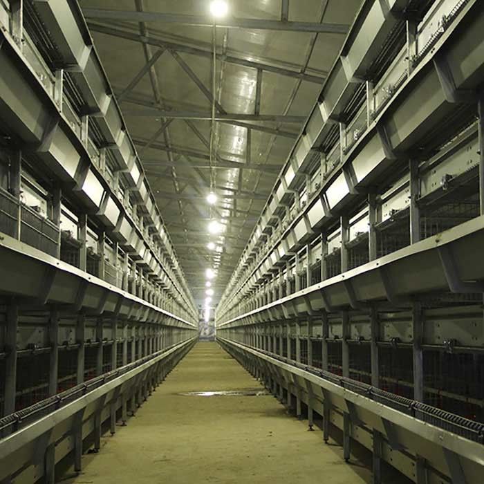 Moins de cage d'intérieur de poulet de gaspillage d'alimentation, cage de ferme avicole d'alimentation automatique