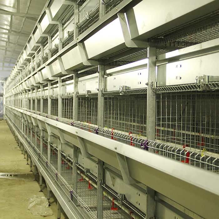 Grandes cages d'exposition de volaille d'élevage, cage d'isolement de poulet de 120 * de 60 * 59CM