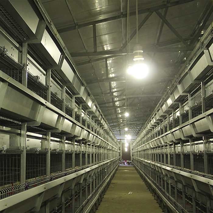 Grandes cages d'exposition de volaille d'élevage, cage d'isolement de poulet de 120 * de 60 * 59CM