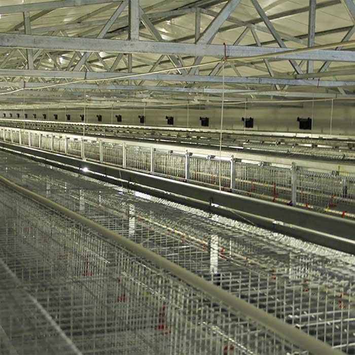 Équipement d'aviculture de batterie, type durable 192 cage de H de poulet de bébé