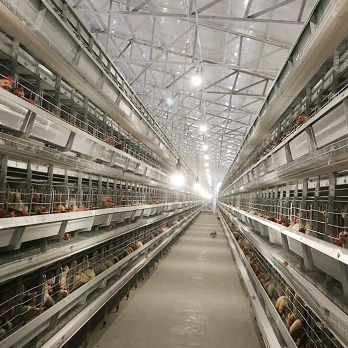 Les équipements automatiques de ferme de volaille pondeuse que H dactylographient les oiseaux 4Tiers 192 posent la cage de poulet de batterie pour des marchés de l'Afrique