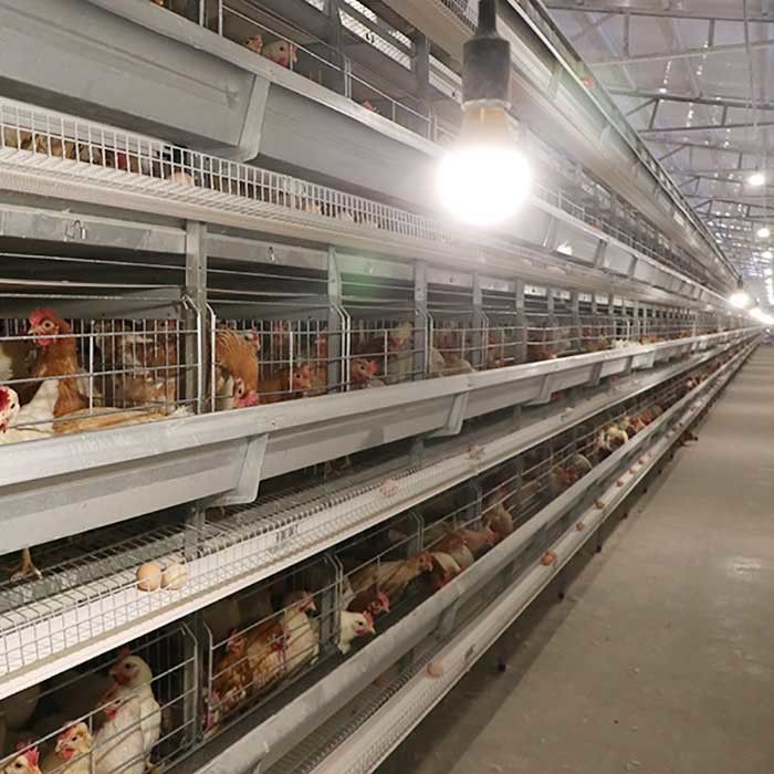 Les équipements automatiques de ferme de volaille pondeuse que H dactylographient les oiseaux 4Tiers 192 posent la cage de poulet de batterie pour des marchés de l'Afrique