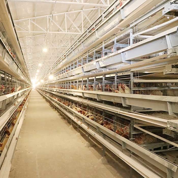 Les équipements automatiques de ferme de volaille pondeuse que H dactylographient les oiseaux 4Tiers 192 posent la cage de poulet de batterie pour des marchés de l'Afrique