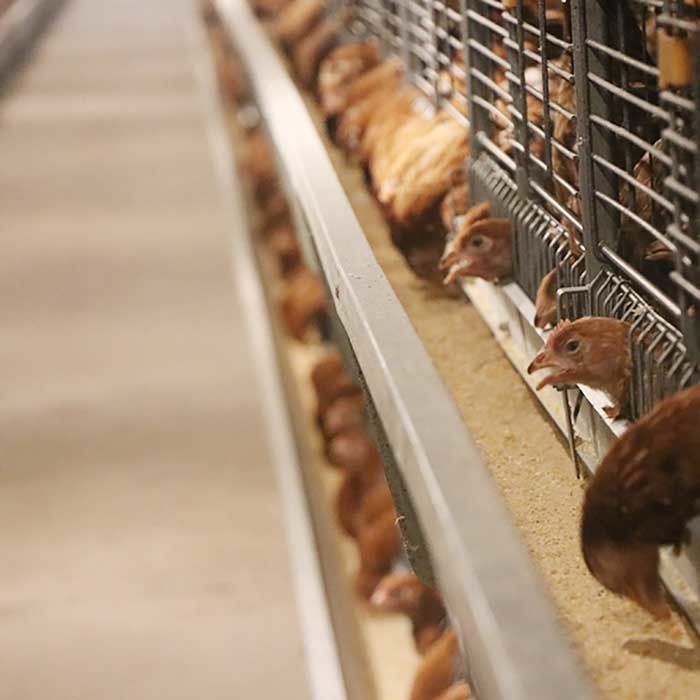 Cages galvanisées plongées chaudes de poulet de fil, installation de fabrication commerciale de poulet