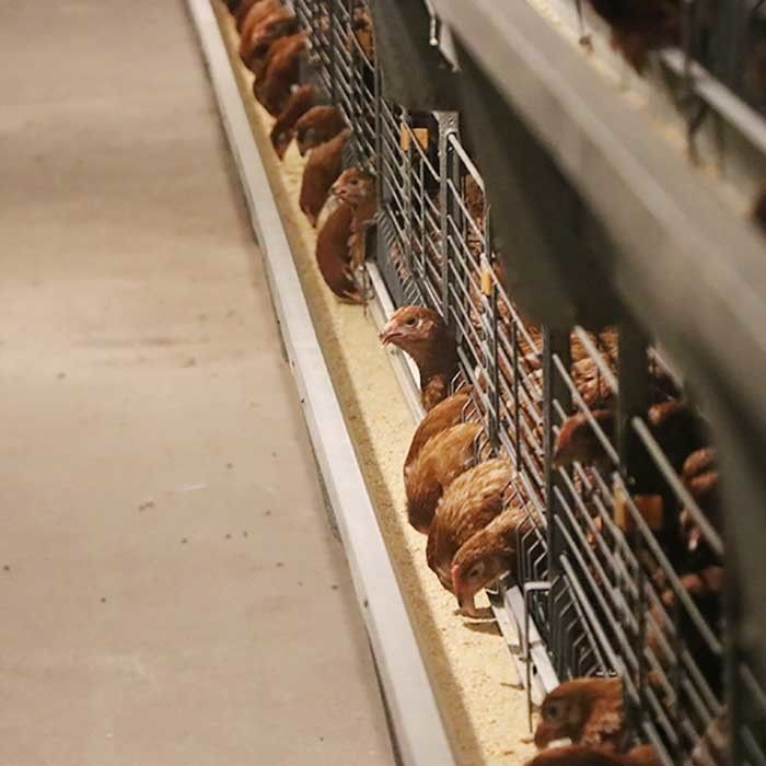 Agriculture antirouille de cage de batterie de pondeuses de cage de couche d'oeufs de poulet
