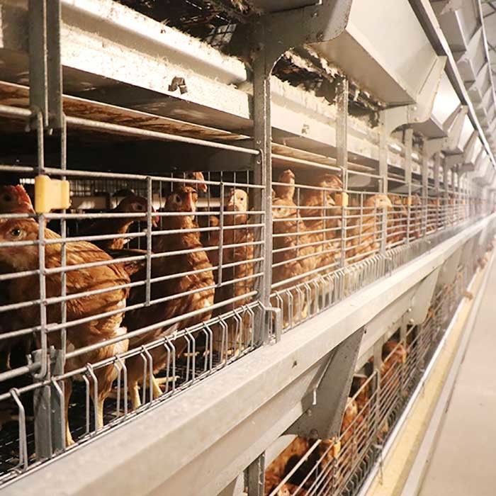 Représentation stable 0 de cage de poulet de volaille du fil d'acier Q235 - puissance 20kw pour la ferme