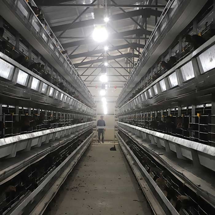 Représentation stable 0 de cage de poulet de volaille du fil d'acier Q235 - puissance 20kw pour la ferme