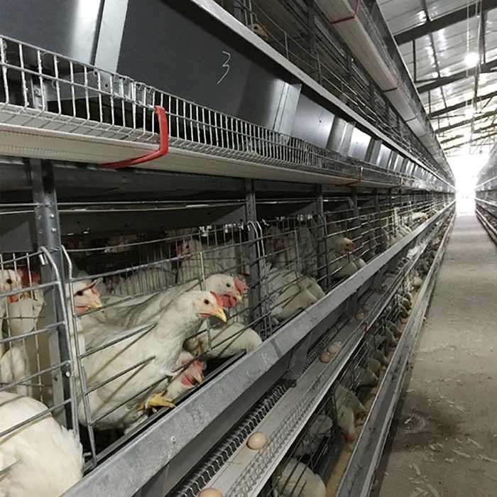 Type équipement automatique de l'Arabie Saoudite H d'aviculture de système Indonésie de cage de poulet de batterie
