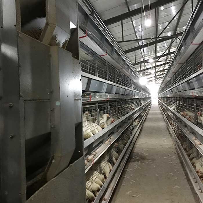 Cage de batterie courante de conducteur pour la volaille, cages modernes de poulet de taille faite sur commande