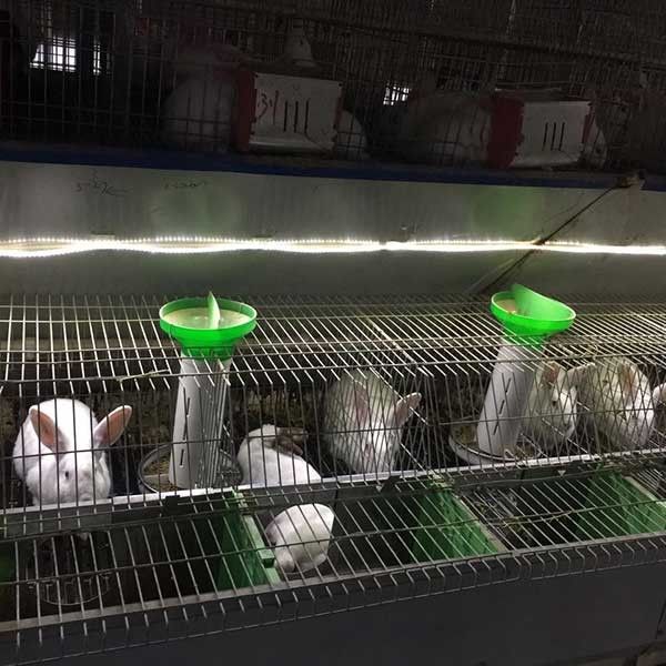 Cages commerciales d'argent/lapin de vert, Chambre d'intérieur de lapin d'économie de travail
