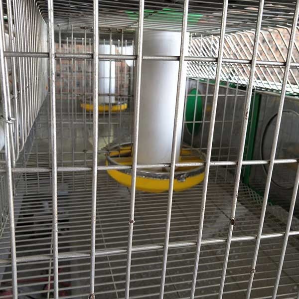 Chaud plongé galvanisé 24 cages de lapin de ferme de cellules avec le système automatique de nettoyage